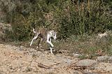 WHIPPET 128